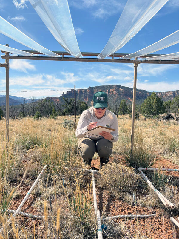A USGS scientist wearing a cap collects data at a grasslands drought study site on the Colorado Plateau