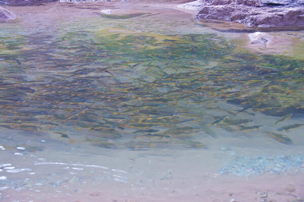 A large group of flannelmouth suckers swims together near the Colorado River/Little Colorado River confluence