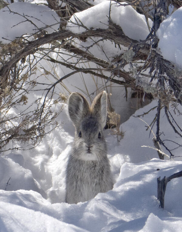 Pygmy rabbit