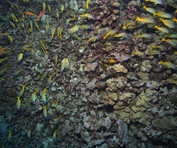 Underwater imagery of the substrate and coral reef habitat on the Kona Coast of the Island of Hawaii