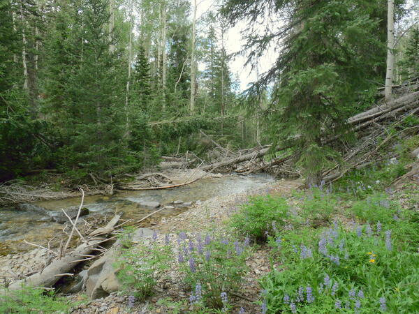 Upper Beaver Creek adjacent to the Twitchell Fire in Utah