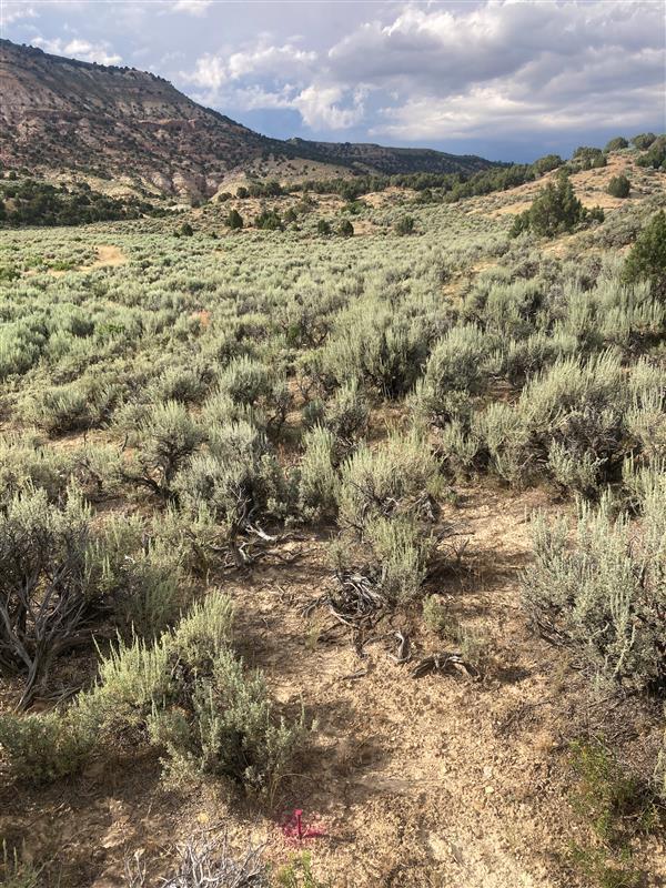 green sagebrush shrubs with bare ground in between and short trees and cliffs in the distance