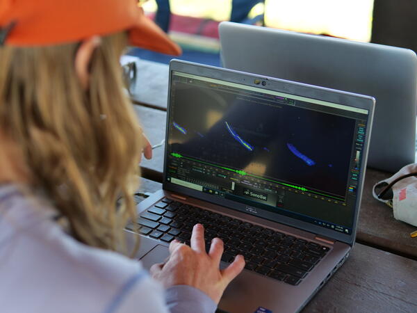 View of blue marks on a computer screen representing bat calls, viewed over the shoulder of the scientist looking at screen