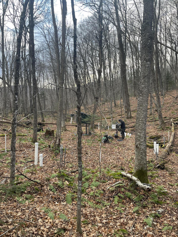A man stands in the woods surrounded by white pipes sticking out of the ground.