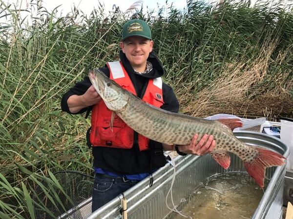 Graduate student holding a muskellunge 