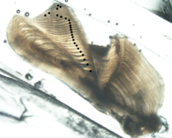 Otolith (ear bone) from a 28-inch walleye 