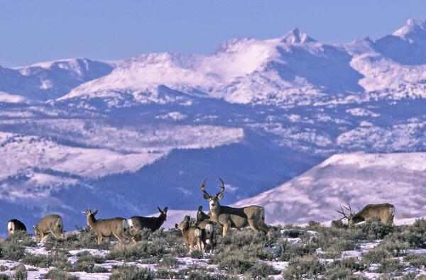 Several robust deer stand in a mountainous area with a light dusting of snow on the ground and sparse, low-growing vegetation. One antlered buck stares at the camera.