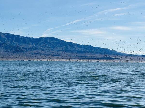 Calm waters of Walker Lake with mountains in the background under a clear blue sky dotted with birds in flight.
