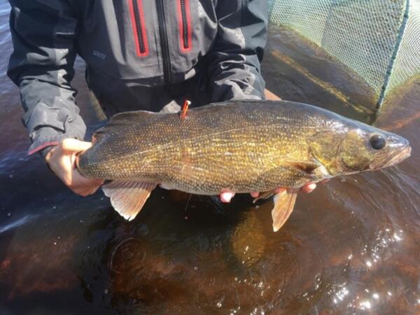 Walleye