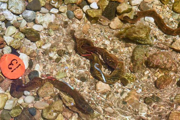 Tagged sea lamprey spawning on a river bed