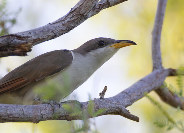 A western yellow-billed cuckoo on a branch