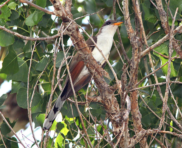 Western yellow-billed cuckoo in riparian habitat, southern Arizona