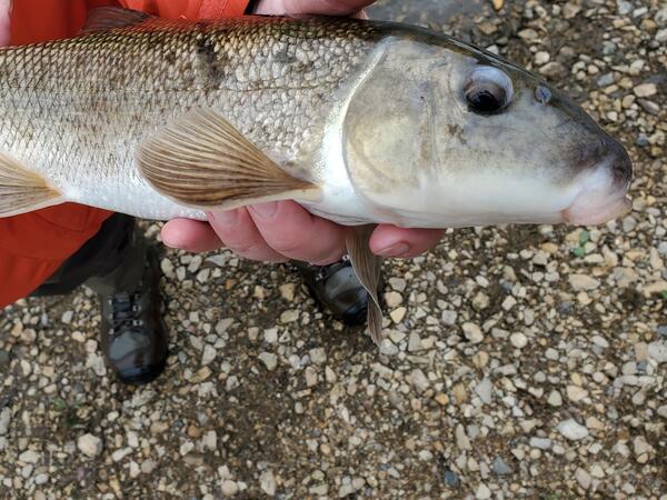 Close up view of a White Sucker fish being held in a person's left hand