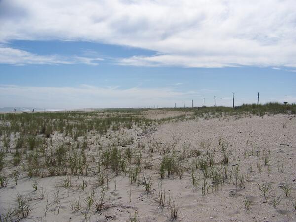 A wide coastal dune with vegetation growing across it and a blue sky in the distance