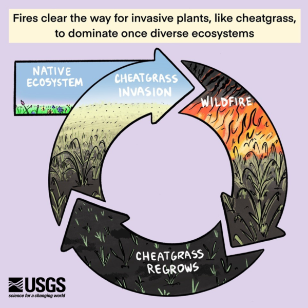 A cycle image with three arrows of the process of how wildfires lead to an increase in invasive species.