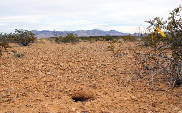 A desert tortoise burrow at the Gemini Solar Project in Nevada