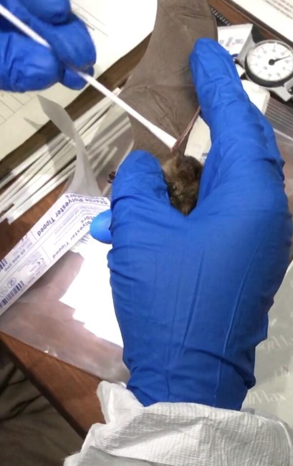 Gloved hands swab a bat's outstretched wing