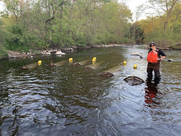 Graduate student is collecting larval sturgeon fish samples