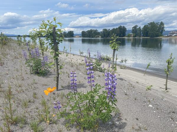 Woodland Islands dredge material deposit site. A sandy beach with flowers.