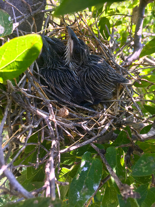 Threatened western yellow-billed cuckoo nestlings in nest