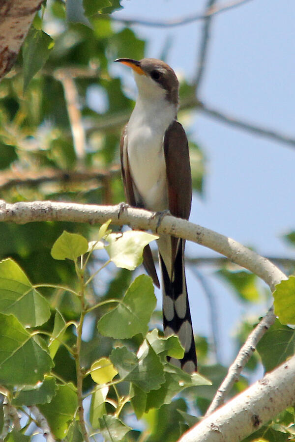 Western yellow-billed cuckoo sitting on a branch of a cottonwood tree in central Arizona