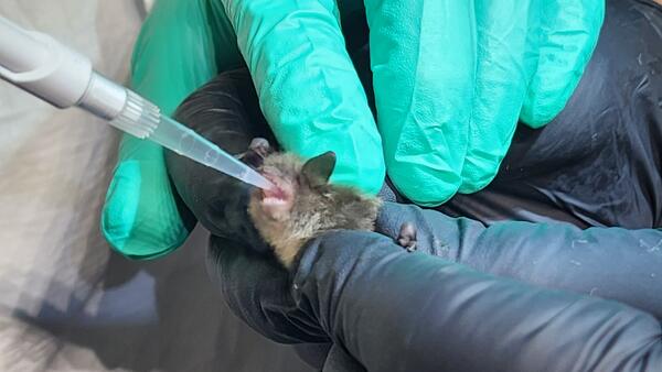 A small bat is held in gloved hands and given a vaccine via a long clear syringe. 