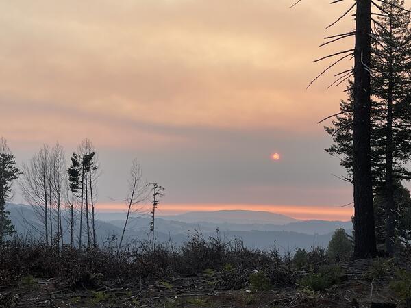 trees in a forest at sunset