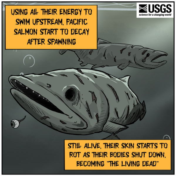 Illustration of gray zombie salmon swimming. The salmon are missing their eyes, with an eyeball seen floating off to the side