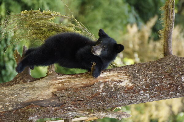 Black bear at Anan Wildlife Observatory, Tongass NF