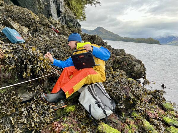 A biologist looks at a rocky coastline covered in yellow algae and seaweed.