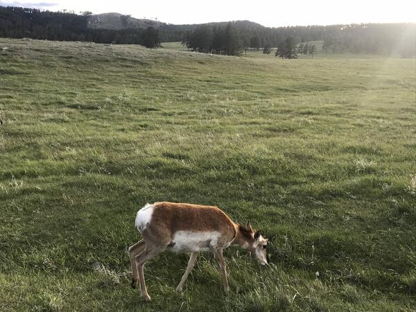 Antelope walking in a grassy field.