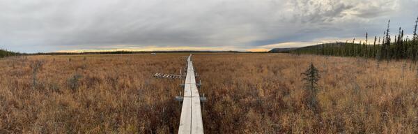 A photograph of arctic wetlands, showing a wooden pathway over the wetlands and the horizon.