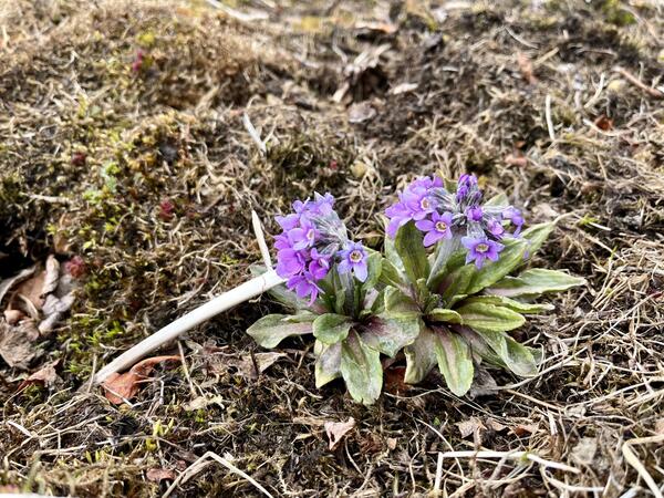 Clusters of purple flowers with yellow centers in bloom on two plants. Ground is brown with slight greening of moss. 