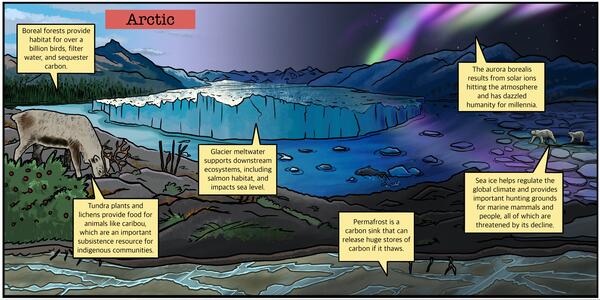 An infographic describing the ecosystem services that the Arctic provides to communities and animals