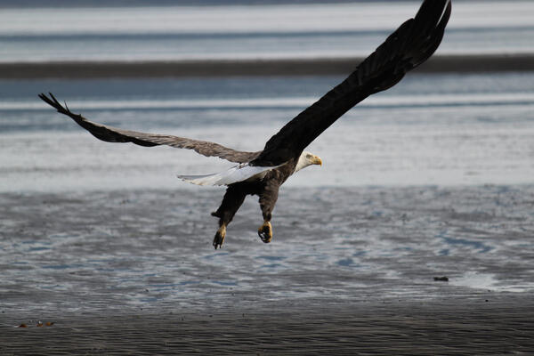 Mature Bald Eagle flying over water. Wings spread, white tail and head, yellow bill and talons.