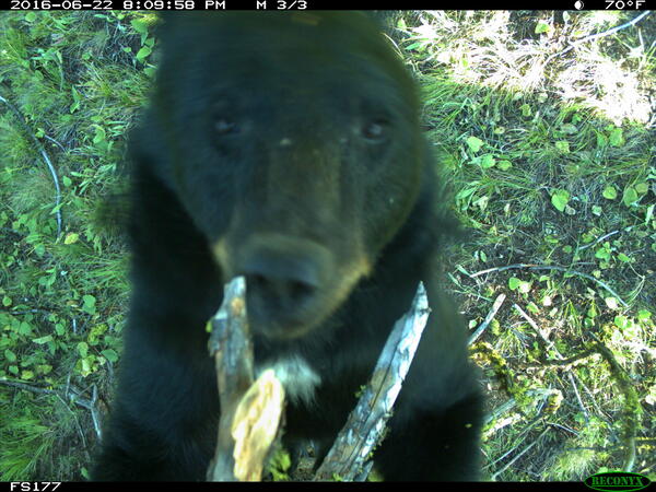 A trail camera in Idaho captured footage of a bear