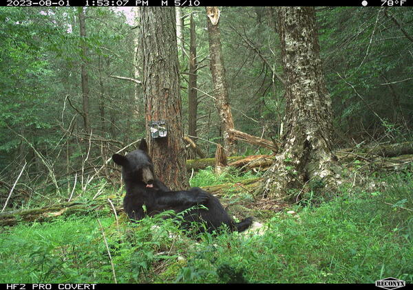 Bear spotted on trail camera