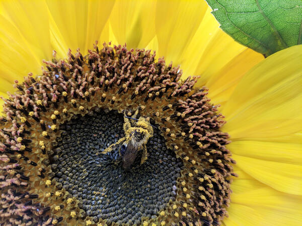 Bumble bee on a sunflower 