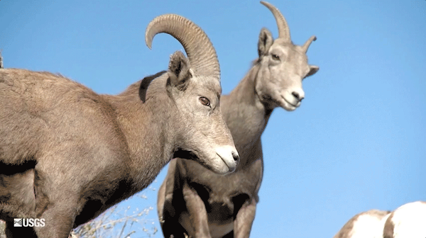 Looping animation of bighorn sheep turning their heads toward the camera