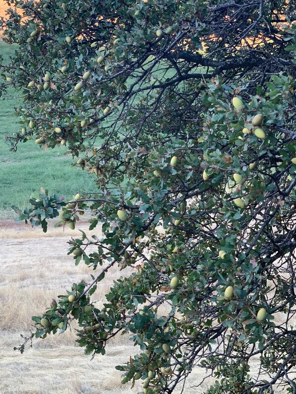a section of a large oak tree with many visible acorns, grasses in the background