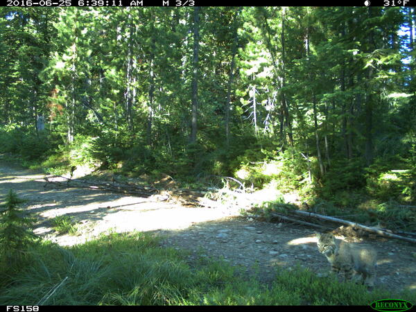 A bobcat is spotted pouncing in the Idaho wilderness