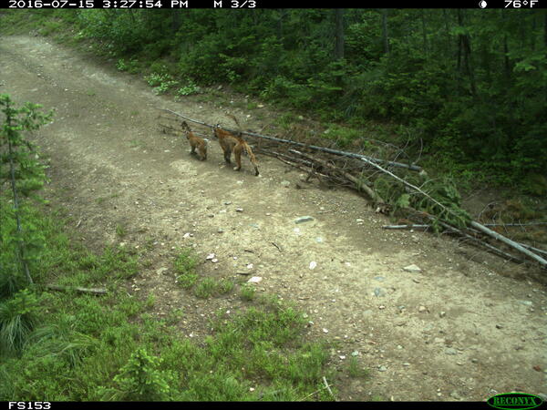 A bobcat and cub were spotted on a trail cam in the Idaho wilderness