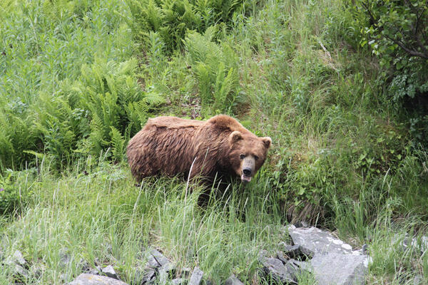 Brown Bear next to stream with lush green vegetation including ferns and grasses. Bear's tongue is sticking out.