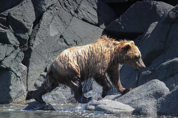 Brown bear on rocks coming out of stream. Water is dripping from legs and belly. Head is dry.