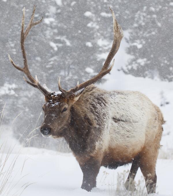 bull elk with large antlers walking through heavy snow