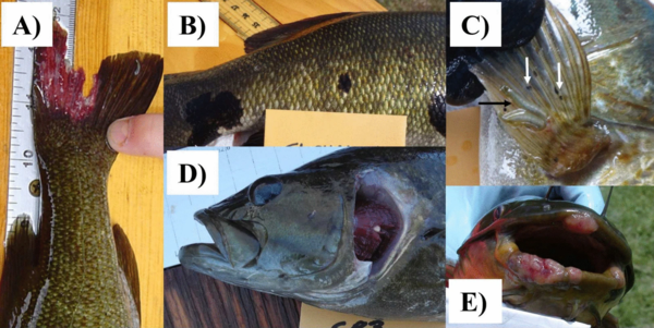 Collage of 5 close up photos of various species of field-collected freshwater fish displaying DELT
