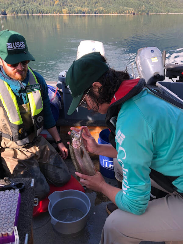 Two scientists collecting tissue samples from a rainbow trout on a boat on Ross Lake. 