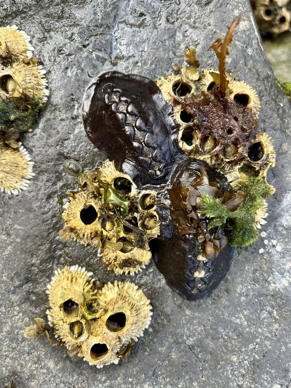 Two chitons on rocks in intertidal zone surrounded by barnacles. Football-shaped with black leathery 8 plates in middle.