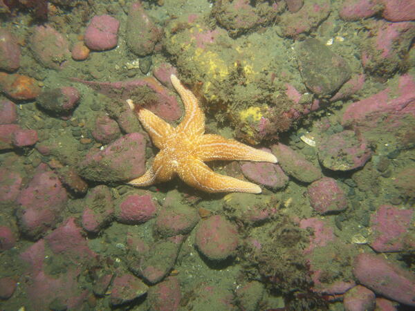 An orange starfish on the coastal ocean floor, surrounded by green and purple rocks and sediment.