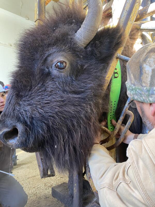 a close-up profile shot of a live bison head, with two people attaching a large collar to the animal